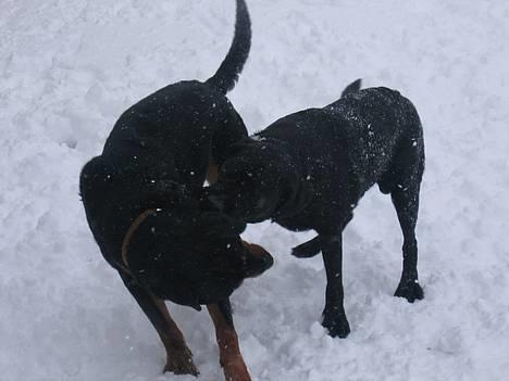 Labrador retriever Chicko - Basse ude og lege i noget af al den sne vi fik... her har han fået lidt fat i sin ven Kenzo billede 10