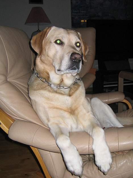Labrador retriever Baloo - Her sidder jeg i min stol og ser TV... Livet er skønt!  billede 1
