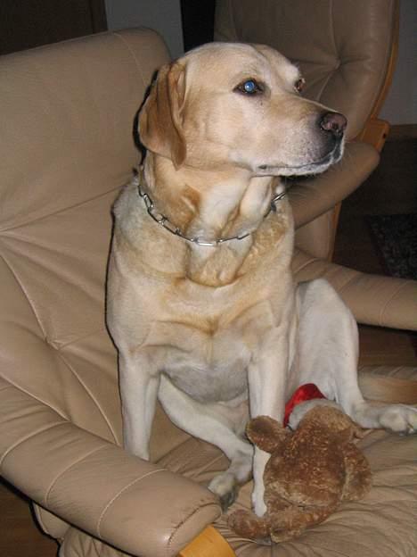 Labrador retriever Baloo - Her sidder jeg igen i min stol... jeg har én af mine bamser med..... billede 2