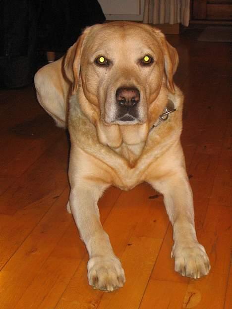 Labrador retriever Baloo - Ligger på gulvet i køkkenet.... ser jeg ikke sød ud? billede 3