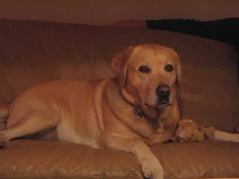 Labrador retriever Baloo - Jeg tager lige en slapper på sofaen... sikke et hundeliv :o) billede 4