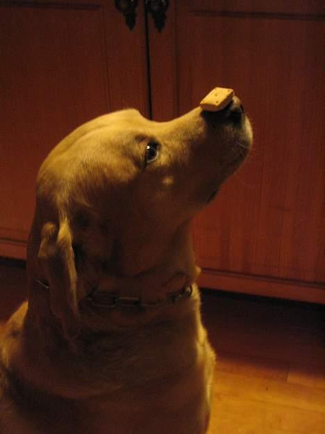 Labrador retriever Baloo - Her viser jeg stolt én af mine tillærte hundekunster - er jeg ikke dygtig? billede 5