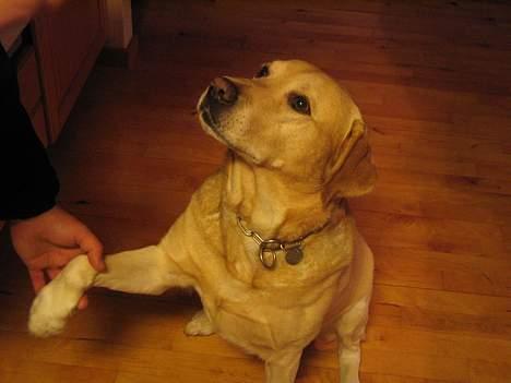 Labrador retriever Baloo - Endnu én af mine kunster... jeg hilser pænt - mon jeg får en godbid så? billede 6