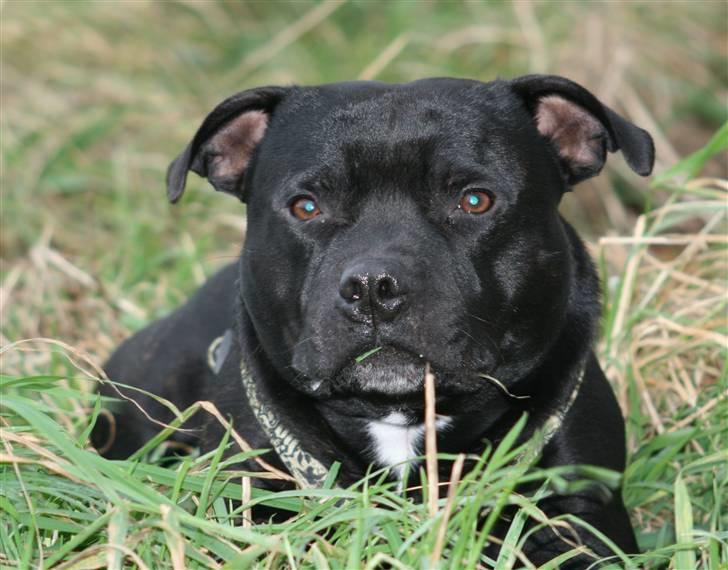 Staffordshire bull terrier Manse - Manse aka Kongen billede 8