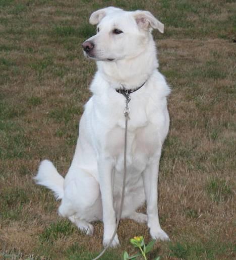 Blanding af racer Laika - Laika i sengen, efter endt kamp med at få lov til at lægge rent sengetøj på. Hun elsker at danse rundt i sengen imens billede 1