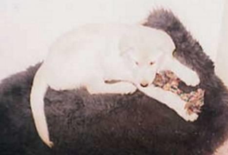 Blanding af racer Laika - Fra den dag jeg fik hende ca. 10 uger gammel billede 2