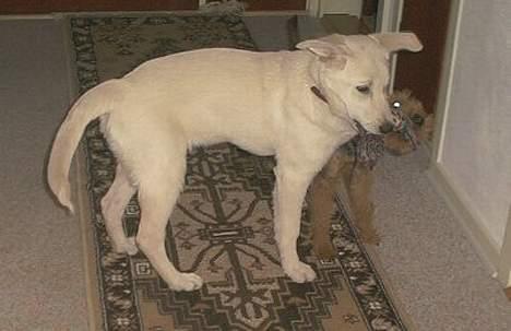 Blanding af racer Laika - Her et par måneder gammel, i krig med mine forældres hund som er en Welsh Terrier billede 3