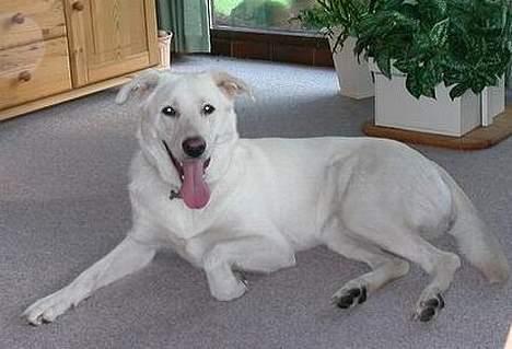 Blanding af racer Laika - Et halv års tid gammelt, hun hviler ud efter flere minutters vild leg  billede 4