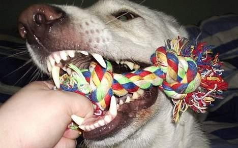 Blanding af racer Laika billede 5