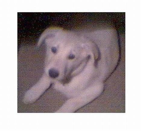 Blanding af racer Laika billede 6