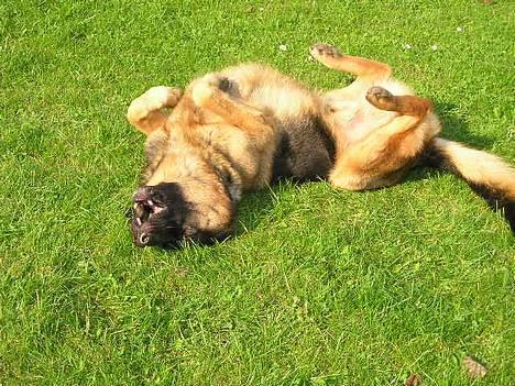 Schæferhund Bjørn - Hehe....Han kan godt være lidt fræk..!!! billede 1