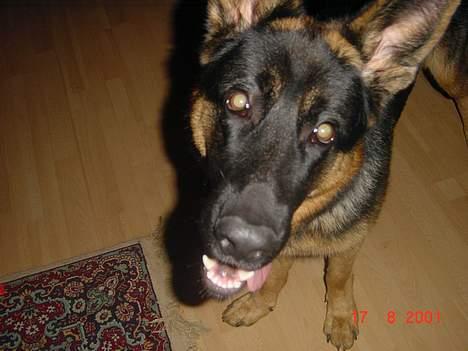 Schæferhund Bjørn billede 2