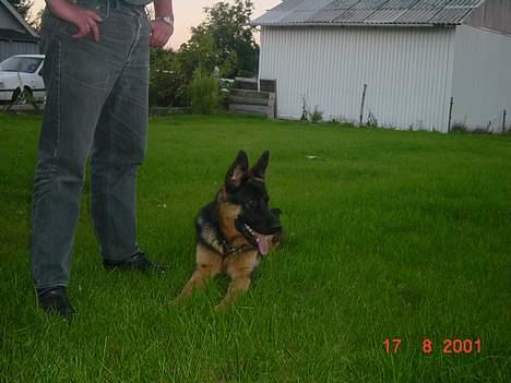 Schæferhund Bjørn - slapper lige lidt af..!!! billede 3