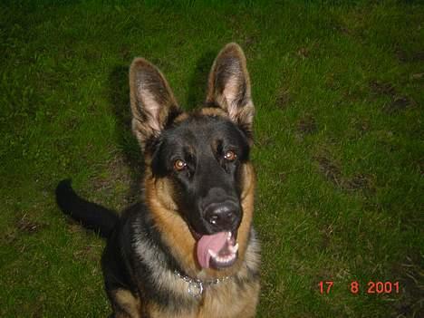 Schæferhund Bjørn - hehe altså er han ikke bare sød!! billede 4