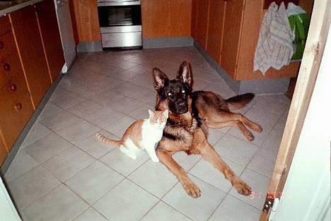 Schæferhund Bjørn billede 5