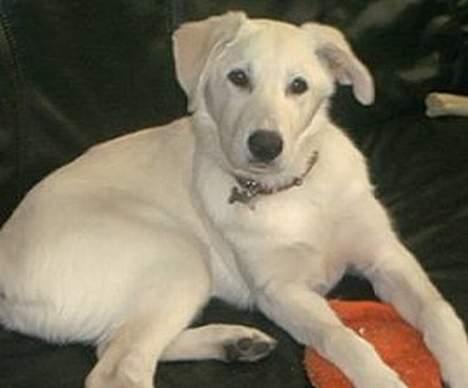 Blanding af racer Laika billede 7