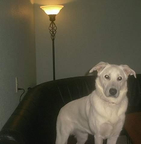 Blanding af racer Laika billede 8