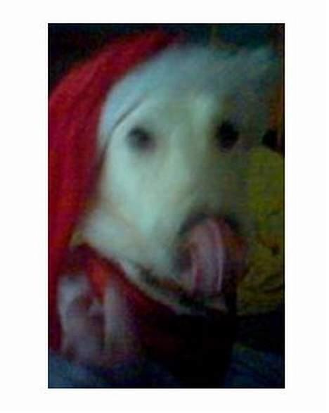 Blanding af racer Laika billede 9