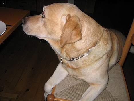 Labrador retriever Baloo - Jeg ynder at sidde med til bords... så jeg er hurtig til at stjæle mig en plads... billede 7