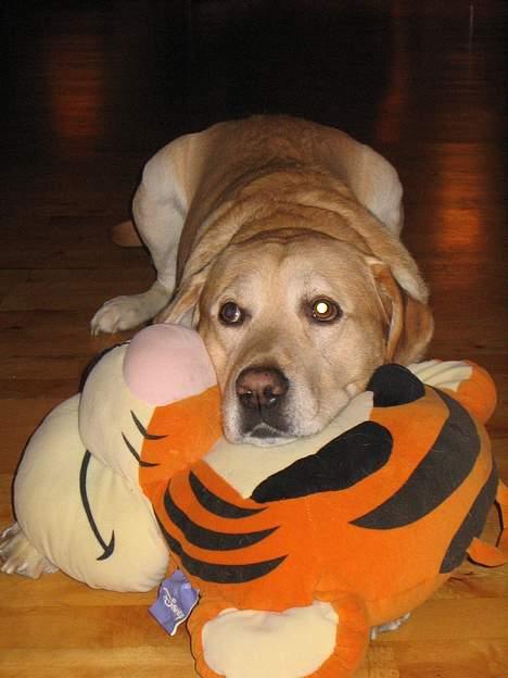 Labrador retriever Baloo - Her ligger jeg med min fine tiger... billede 8