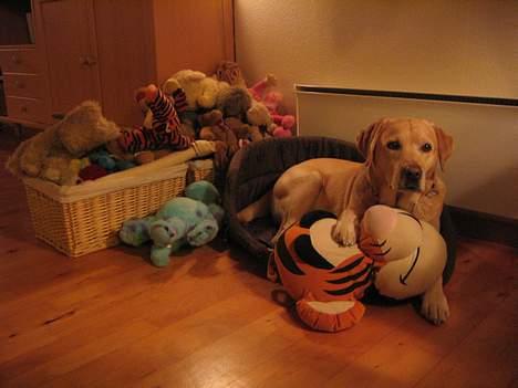 Labrador retriever Baloo - Her ligger jeg med alle mine bamser... I kan nok forstå, det kan være svært at vælge :o) billede 9
