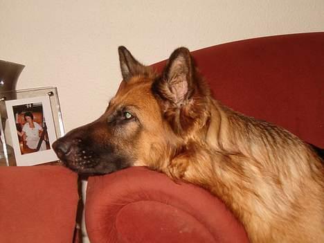 Schæferhund Abby  - Hvis et træ falder i skoven, laver det så en lyd hvis ingen hører det? billede 4