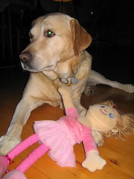 Labrador retriever Baloo - Her ligger jeg i stuen med min dukke Lise... billede 10
