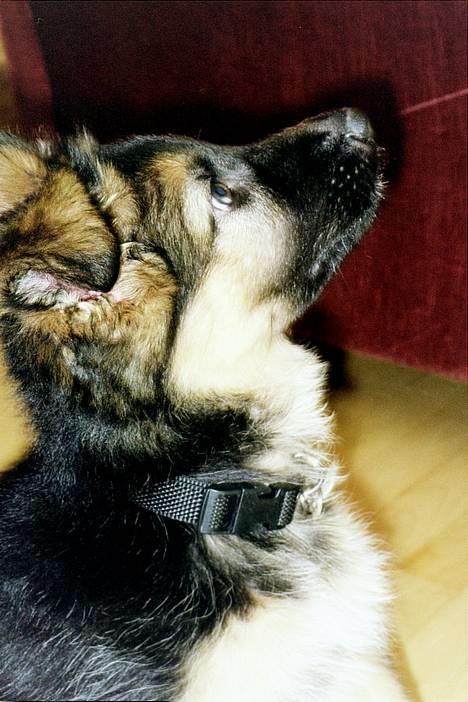 Schæferhund Abby  - Du siger at hvem hedder Abby? billede 7