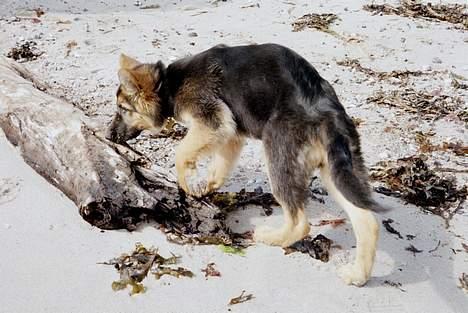 Schæferhund Abby  - på jagt efter nye ulykker billede 8