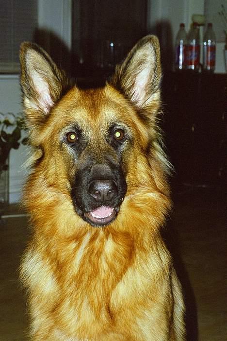 Schæferhund Abby  billede 9