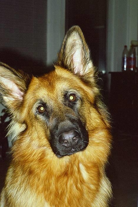 Schæferhund Abby  - Hvem siger du stjal bøffen? billede 10