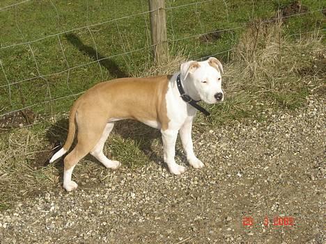 Amerikansk staffordshire terrier NA Eris Angel *Solgt* - Vores smukke hund!! billede 10