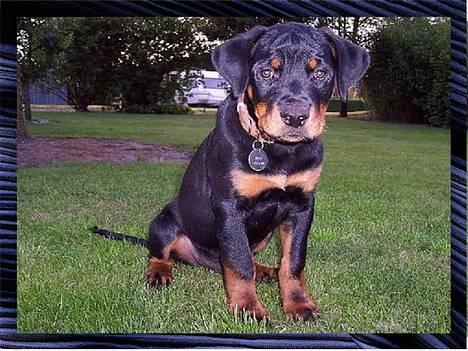 Rottweiler Sostack`s Dian R.I.P - Dian ca 12 uger - Ser en smule betuttet ud;-) billede 1