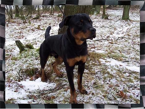Rottweiler Sostack`s Dian R.I.P - Dian 10 mdr - dejligt med en skovtur... billede 2
