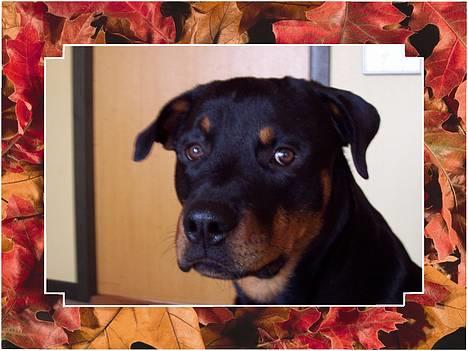 Rottweiler Sostack`s Dian R.I.P - Mig? Jeg har ikke gjort noget.... billede 4