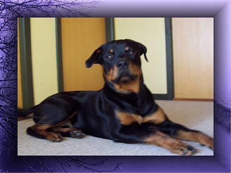 Rottweiler Sostack`s Dian R.I.P billede 5