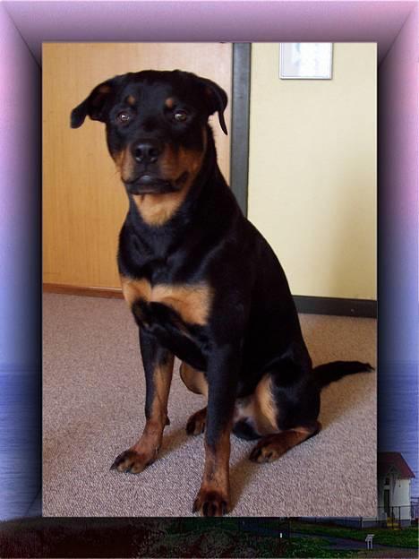 Rottweiler Sostack`s Dian R.I.P billede 3