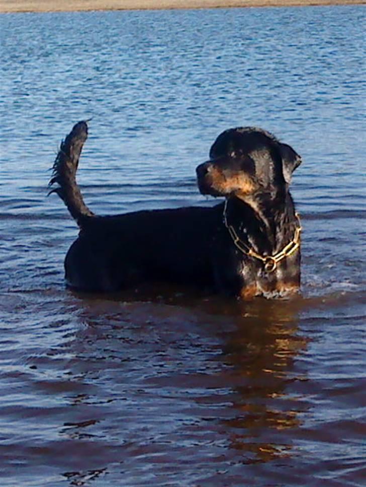 Rottweiler Sostack`s Dian R.I.P - Der r ikke noget bedre end en ordentlig vand-plasker:-) billede 6