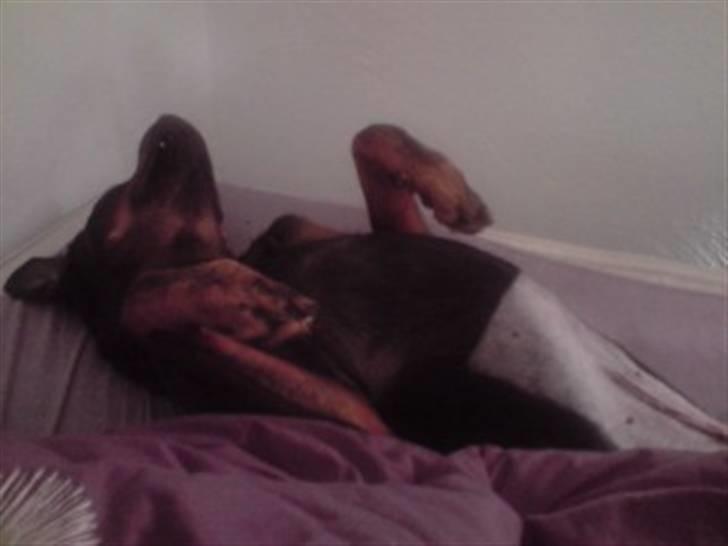 Rottweiler Sostack`s Dian R.I.P - Mig kort til efter operationen... nu r jeg ved at være frisk igen:-) billede 7