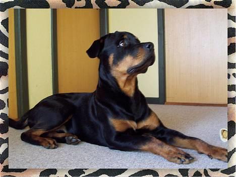 Rottweiler Sostack`s Dian R.I.P billede 8