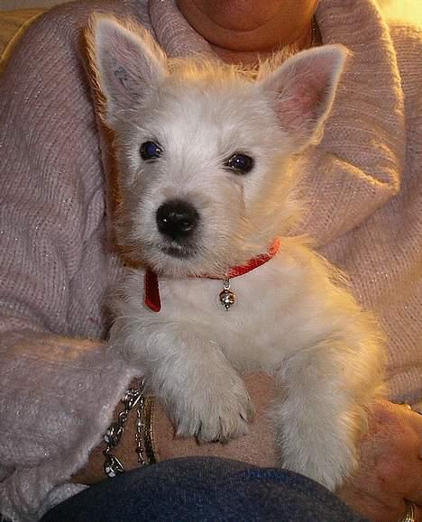West highland white terrier CICI - JEG HEDDER CICI . ER JEG IKKE BARE SØD ? billede 1