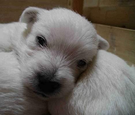 West highland white terrier CICI - SÅDAN LÅ VI OG SOV I KURVEN, MINE SØSKENDE OG JEG billede 2