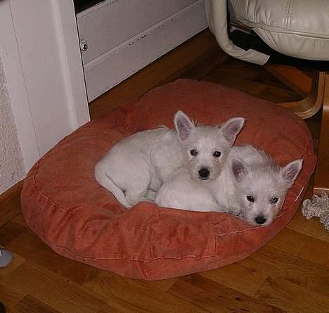 West highland white terrier CICI - HER ER JEG MED MIN SØSTER, HUN ER  FLYTTET TIL EN SØD FAMILIE billede 3