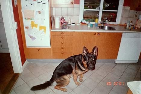 Schæferhund Bjørn billede 6