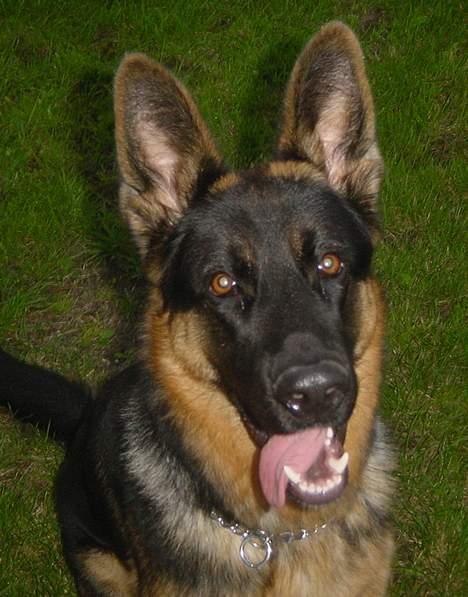 Schæferhund Bjørn billede 7