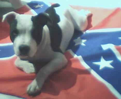 Staffordshire bull terrier Taico billede 9