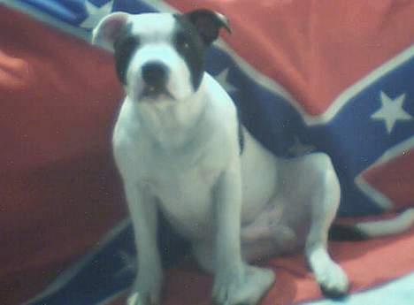 Staffordshire bull terrier Taico billede 10