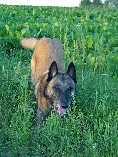 Malinois Skipper billede 6