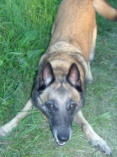 Malinois Skipper billede 7