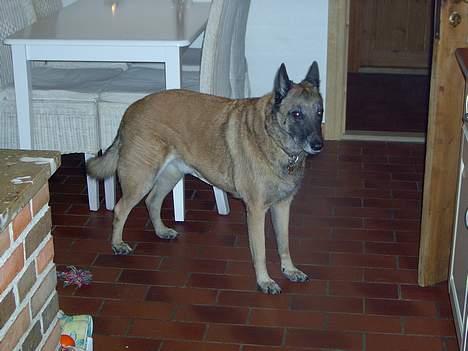 Malinois Skipper billede 8